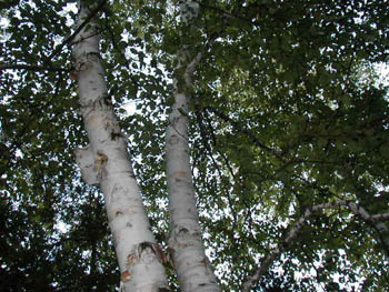 birch trees